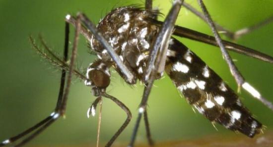 650 New Dengue Cases Reported Daily: NDCU Cautions